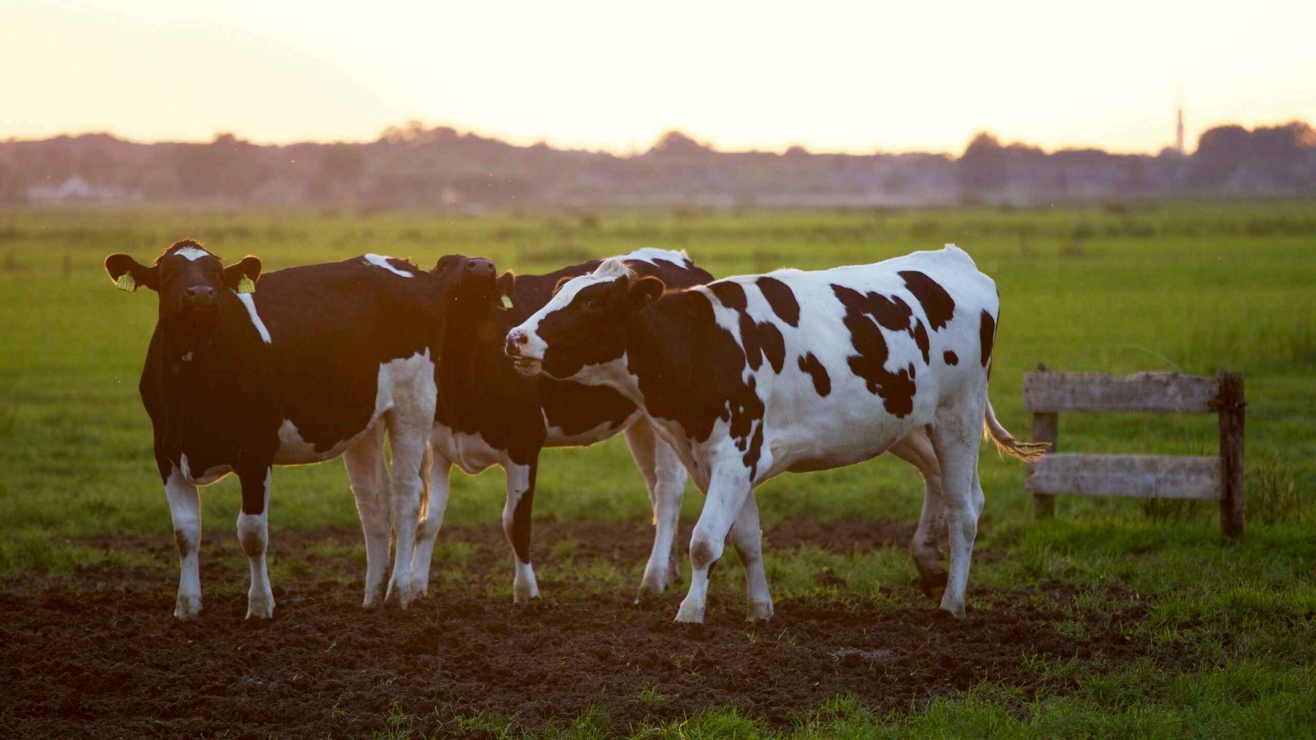 fat cattle prices today